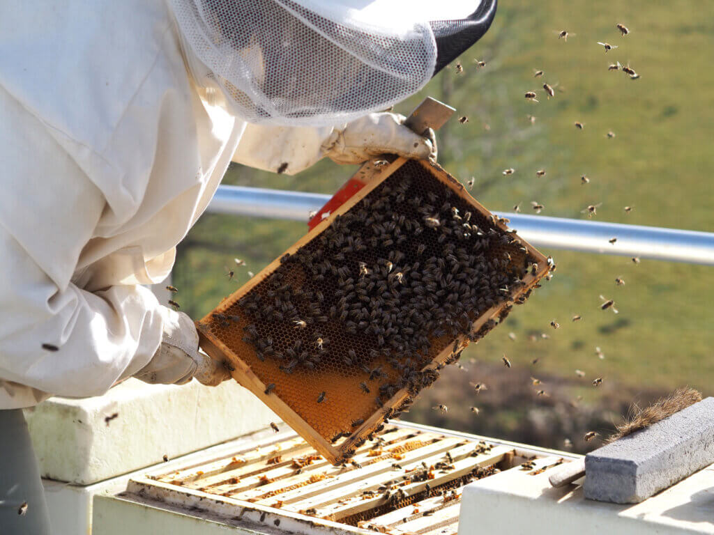 Imker kontrolliert Bienenkasten.